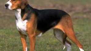 Beagle: описание на породата, характера, грижите и съдържанието от храненето, снимката